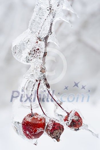 Three red crab apples on branch frozen with ice in winter, close up