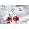 Two red crab apples frozen and covered with ice on snowy branch in winter, close up