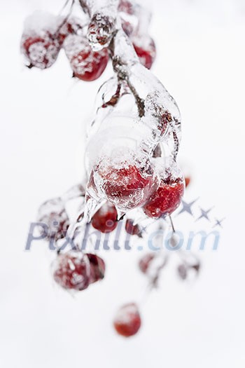 Bunch of red crab apples frozen and covered with ice on snowy branch in winter isolated on white background