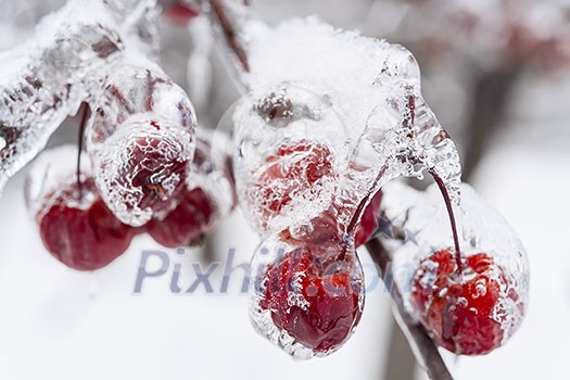 Bunch of red crab apples frozen and covered with ice on snowy branch in winter, close up Bunch of red crab apples frozen and covered with ice on snowy branch in winter, close up