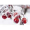 Bunch of red crab apples frozen and covered with ice on snowy branch in winter, close up