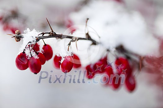 Snowy red barberry berries closeup in winter