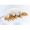 Dry reed covered with snow in winter closeup