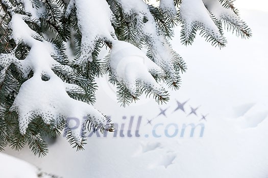 Winter evergreen tree branches under fluffy snow with copy space Winter evergreen tree branches under fluffy snow with copy space