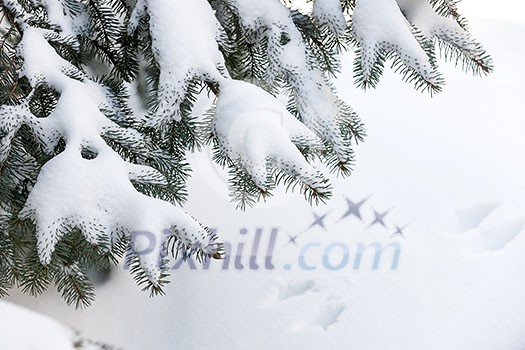 Winter evergreen tree branches under fluffy snow with copy space