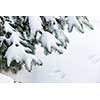 Winter evergreen tree branches under fluffy snow with copy space