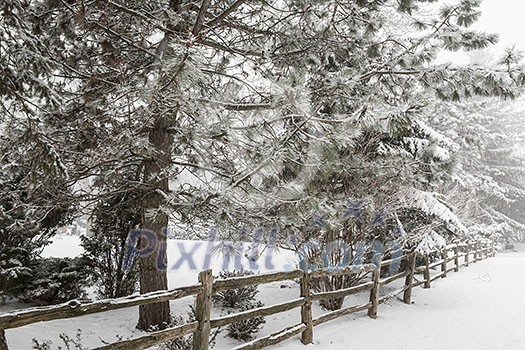 Snowy winter landscape with rural wooden fence and snow covered pine tree
