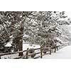 Snowy winter landscape with rural wooden fence and snow covered pine tree
