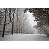 Trees and fence along slippery winter road covered in thick snow. Toronto, Canada.