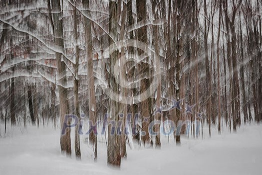 Abstract motion blur of winter pine forest tree trunks during snowstorm created by camera movement Abstract motion blur of winter pine forest tree trunks during snowstorm created by camera movement