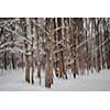 Abstract motion blur of winter pine forest tree trunks during snowstorm created by camera movement