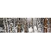 Panoramic landscape of winter forest after snowfall with tree trunks and snow covered trees
