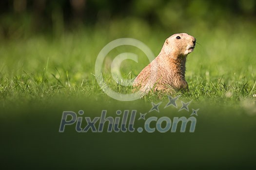 Very cute black tailed prairie dog (Cynomys ludovicianus)