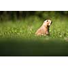 Very cute black tailed prairie dog (Cynomys ludovicianus)