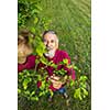 Portrait of a senior man gardening in his garden (color toned image) - checking the state of his orchard fruit trees