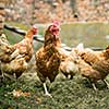 Hens in a farmyard (Gallus gallus domesticus)