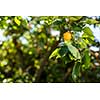 Apricot tree with fruits growing in the garden