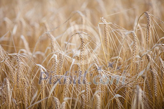 Ripe barley (lat. Hordeum) on a field lit with warm morning sunshine (shallow DOF) Ripe barley (lat. Hordeum) on a field lit with warm morning sunshine (shallow DOF)