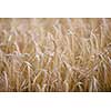 Ripe barley (lat. Hordeum) on a field lit with warm morning sunshine (shallow DOF)