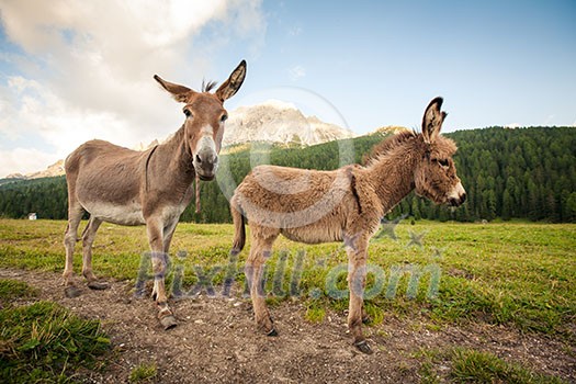 Two donkeys on a rural path