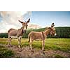 Two donkeys on a rural path