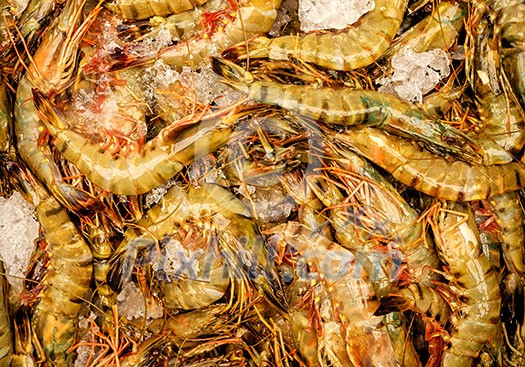 Raw shrimp on ice. Background. Raw shrimp on ice. Background.