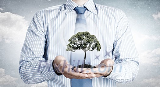 Close up of businessman holding in hands green tree concept