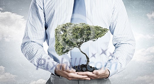 Close up of businessman holding in hands green tree concept