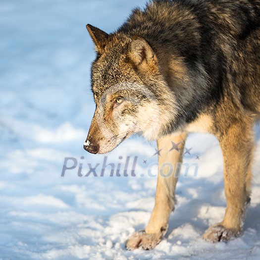 Gray/Eurasian wolf (Canis lupus)