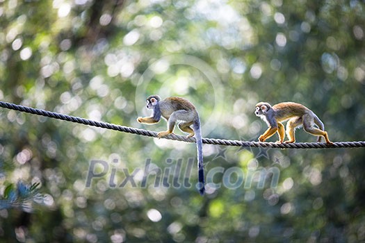 Common Squirrel Monkey (Saimiri sciureus; shallow DOF) Common Squirrel Monkey (Saimiri sciureus; shallow DOF)