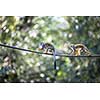 Common Squirrel Monkey (Saimiri sciureus; shallow DOF)