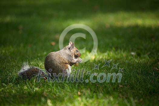 Eastern Grey Squirrel (Sciurus carolinensis) Eastern Grey Squirrel (Sciurus carolinensis)