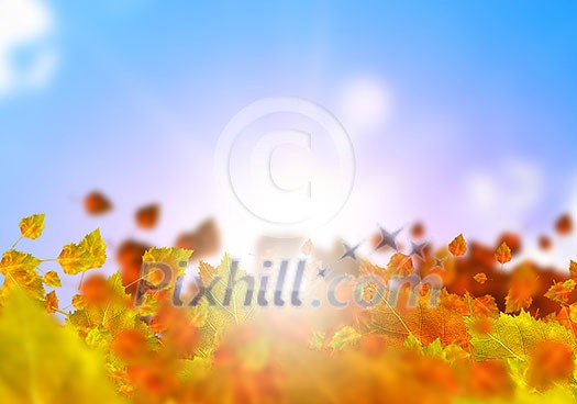 Background conceptual image with autumn leaves. Place for text Background conceptual image with autumn leaves. Place for text