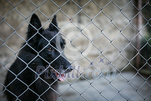 Shelter for homeless dogs - dog behind in a cage waiting for a new owner to adopt him Shelter for homeless dogs - dog behind in a cage waiting for a new owner to adopt him
