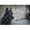 Shelter for homeless dogs - dog behind in a cage waiting for a new owner to adopt him