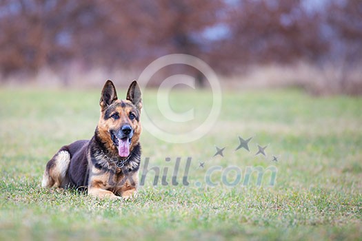 German shepherd dog German shepherd dog