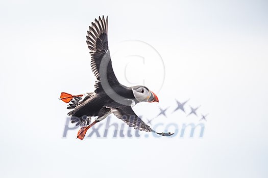 Puffin (Fratercula arctica), Isle of May, Scotland Puffin (Fratercula arctica), Isle of May, Scotland