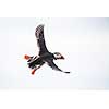 Puffin (Fratercula arctica), Isle of May, Scotland