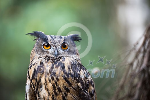 Closeup of a Eurasian Eagle-Owl (Bubo bubo)