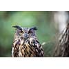 Closeup of a Eurasian Eagle-Owl (Bubo bubo)