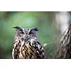 Closeup of a Eurasian Eagle-Owl (Bubo bubo)