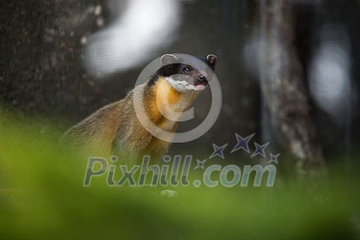Yellow-throated marten (Martes flavigula) Yellow-throated marten (Martes flavigula)