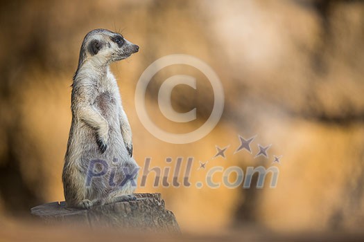 Watchful meerkat standing guard Watchful meerkat standing guard