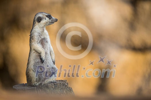 Watchful meerkat standing guard