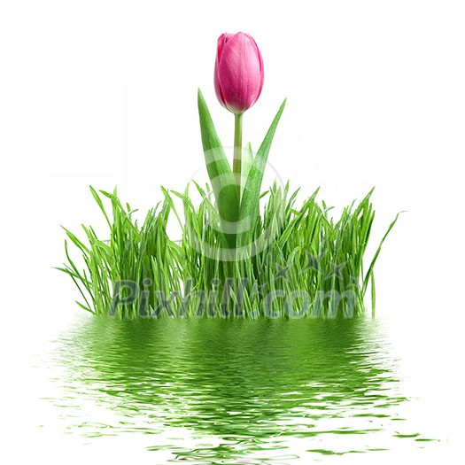 purple tulip and green grass with reflection isolated on white purple tulip and green grass with reflection isolated on white