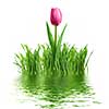 purple tulip and green grass with reflection isolated on white