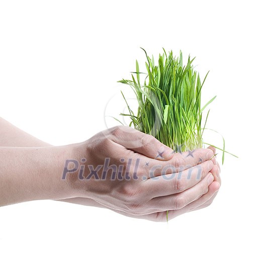 human hand holding green grass on white human hand holding green grass on white
