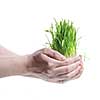 human hand holding green grass on white