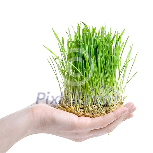 human hand holding green grass on white human hand holding green grass on white