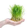 human hand holding green grass on white